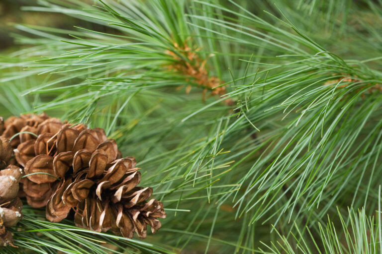 9 Days of Holiday Season Activities