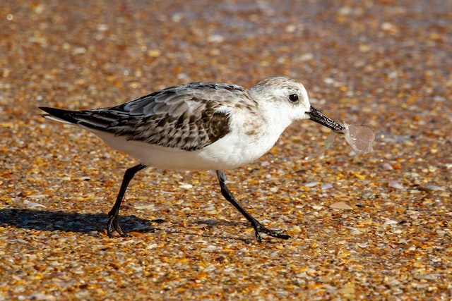 Beach Shorebirds in East Tennessee?