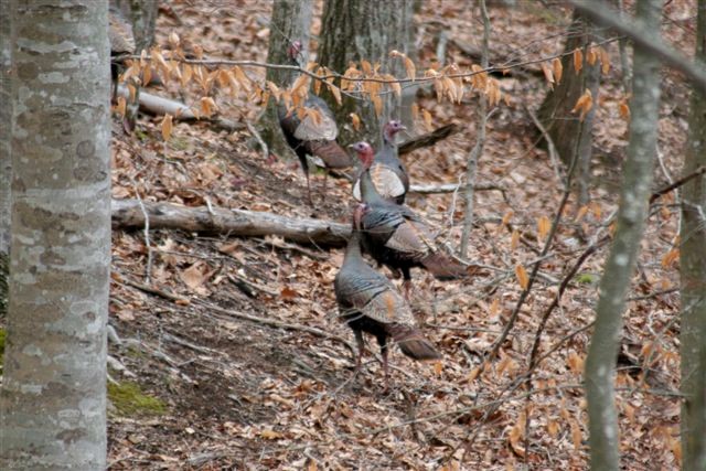 Spring Turkey Hunting Season- Bearded and Jakes