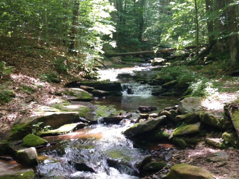 National Parks / Forest