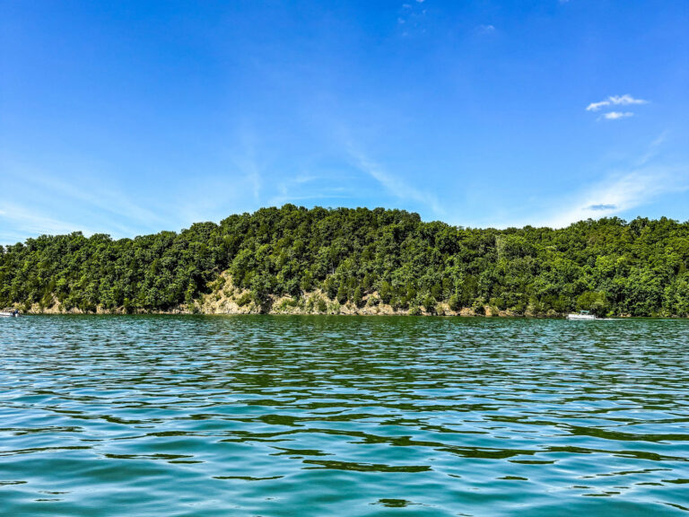 View of a forest from the lake