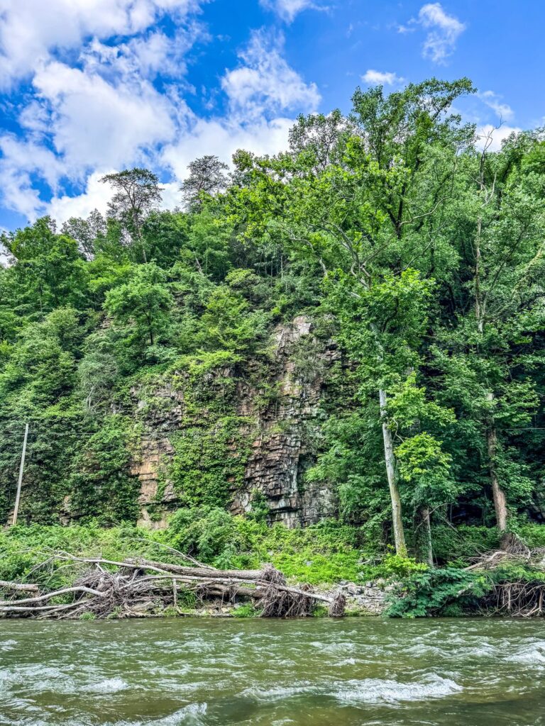 A forest cliff viewed from a river