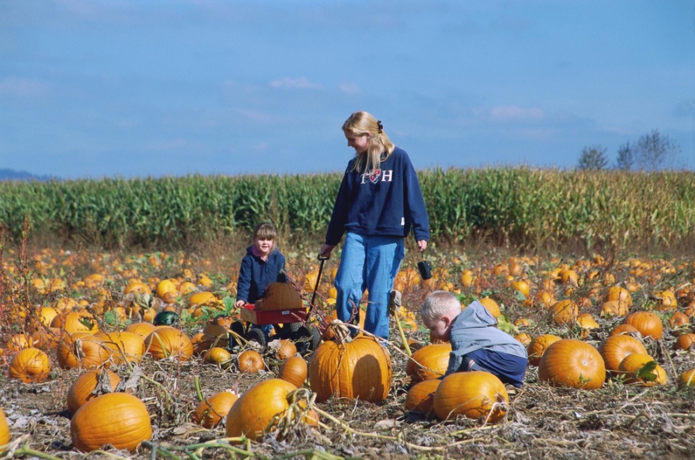 Pumpkin patch at Deep Well Farm