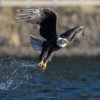 Eagle on river