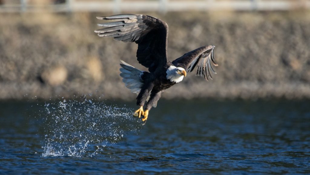 Eagle on river