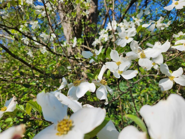 Dogwood Spring: Four Weeks of Festivals in the 9 Lakes Region