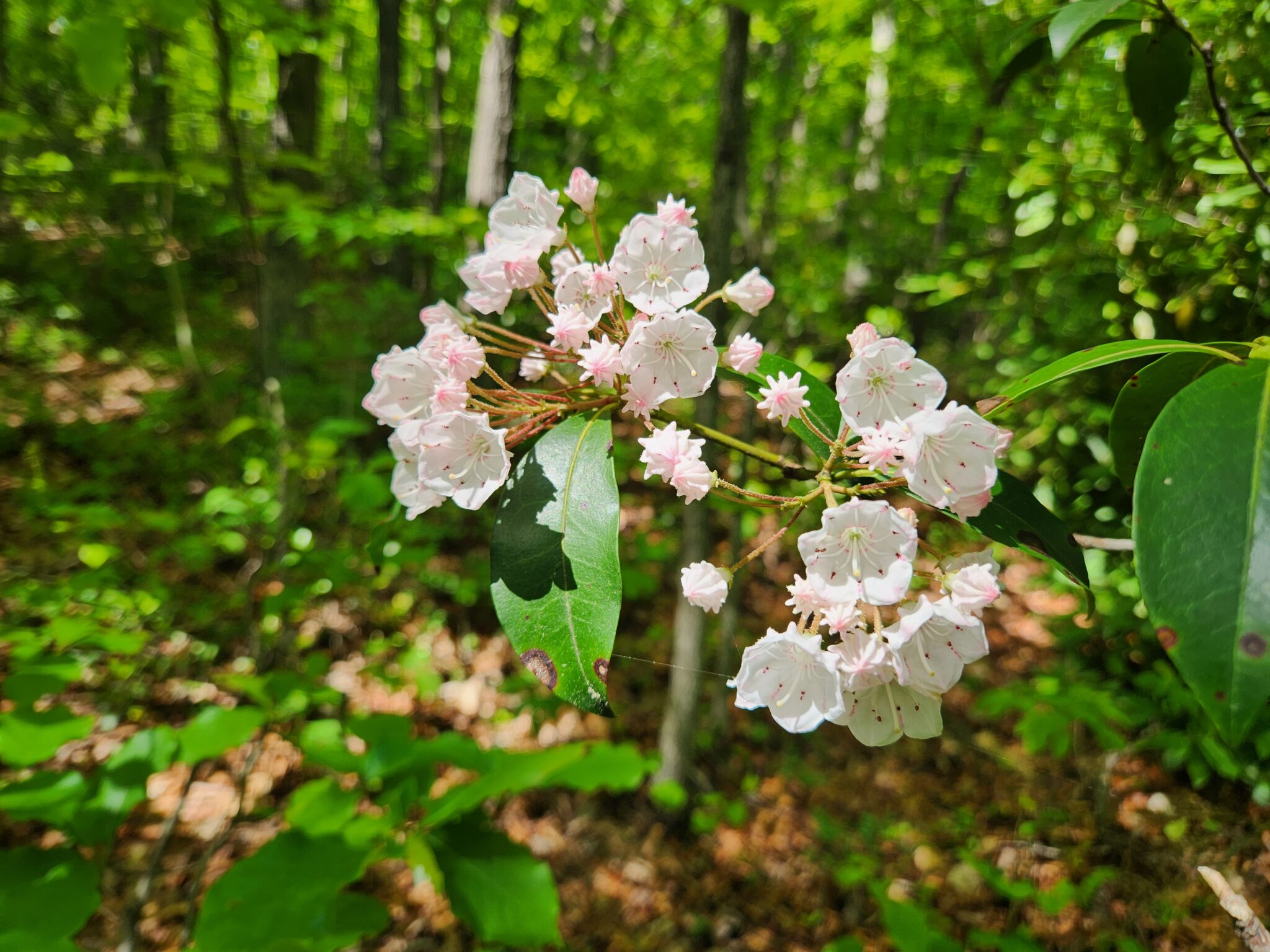 mountain laurel Julie scaled 1 - East Tennessee Vacations