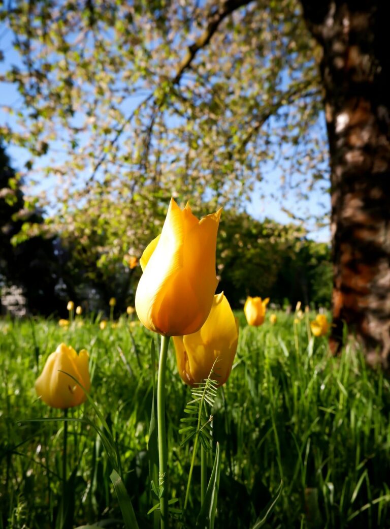 Springtime Events in East Tennessee